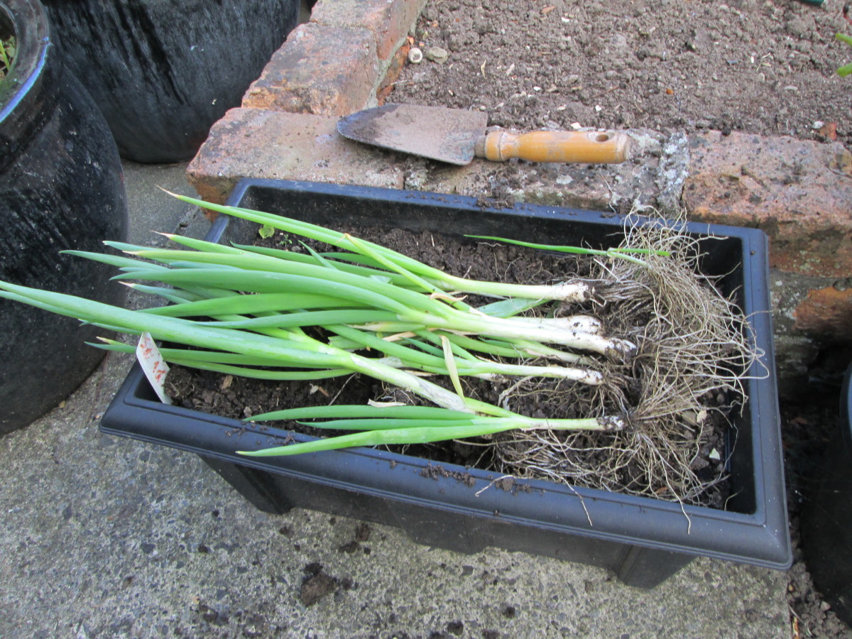 How to Grow Scallions from Seed